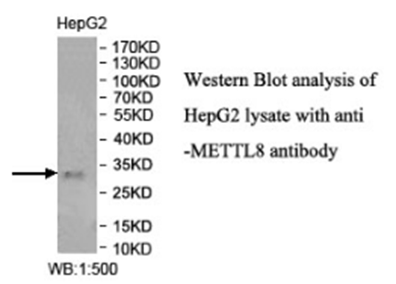 Rabbit polyclonal METTL8(1) antibody