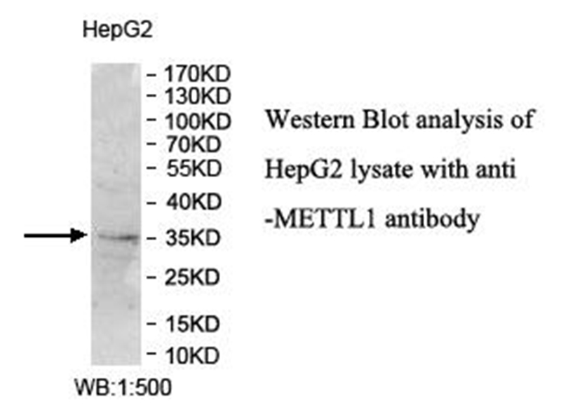 METTL1 Antibody