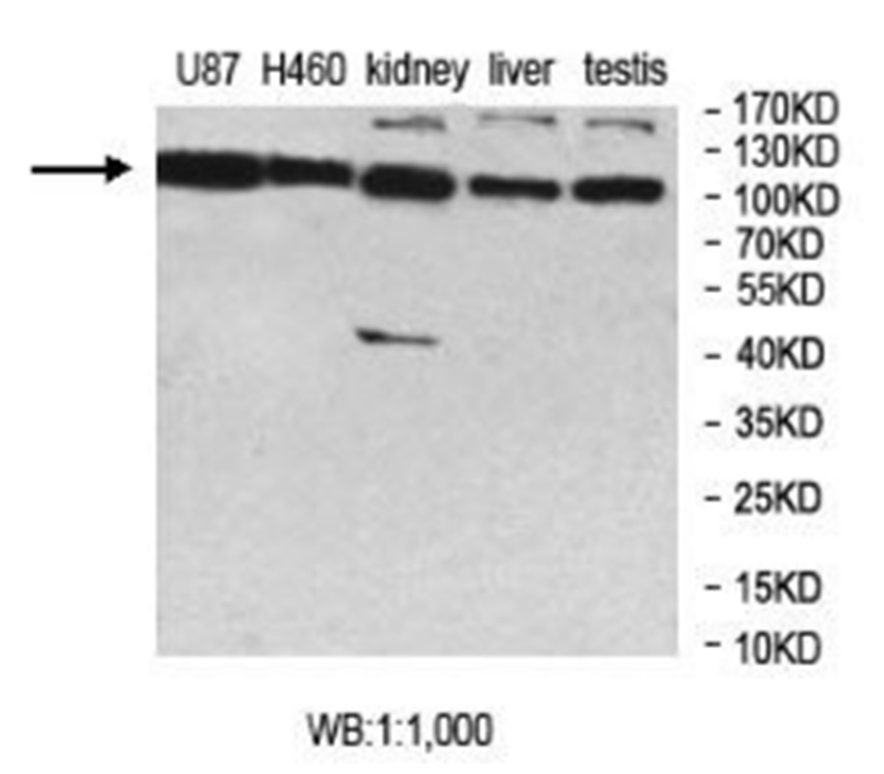 MCTP2 Antibody