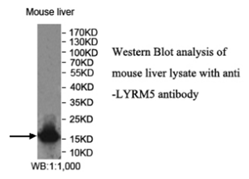 LYRM5 Antibody