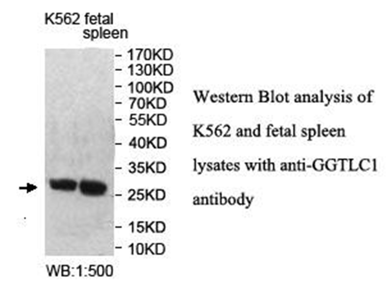 GGTLC1 Antibody