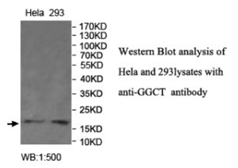 GGCT Antibody