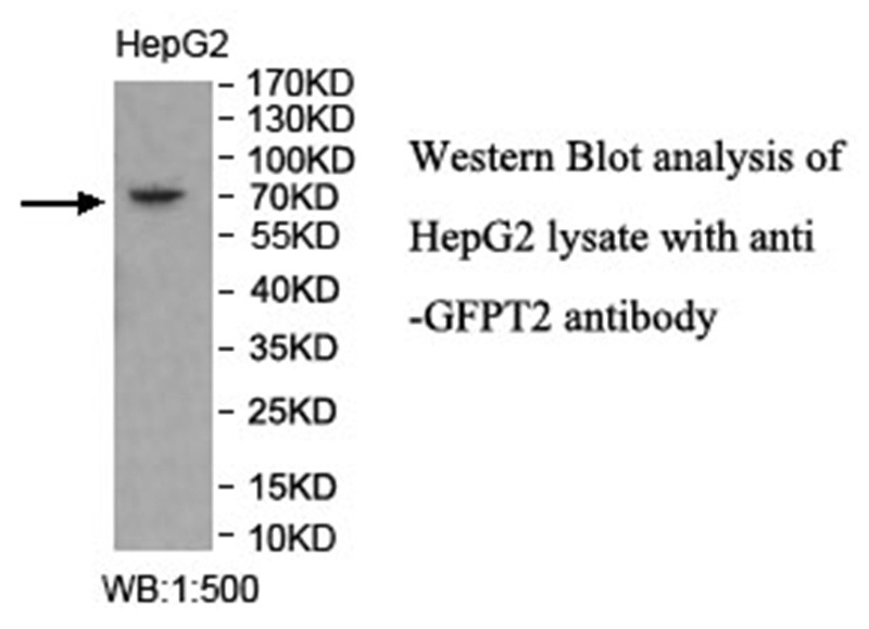 GFPT2 Antibody