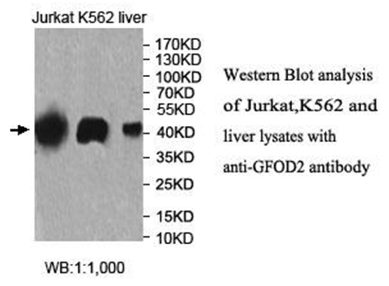 GFOD2 Antibody