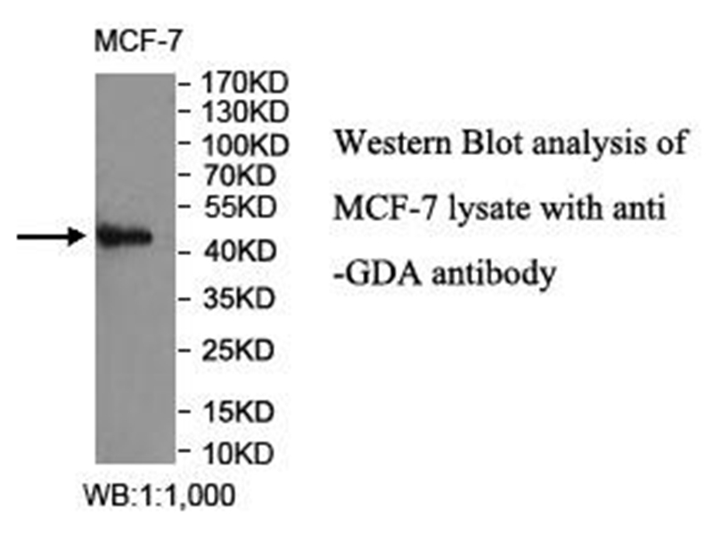 GDA Antibody