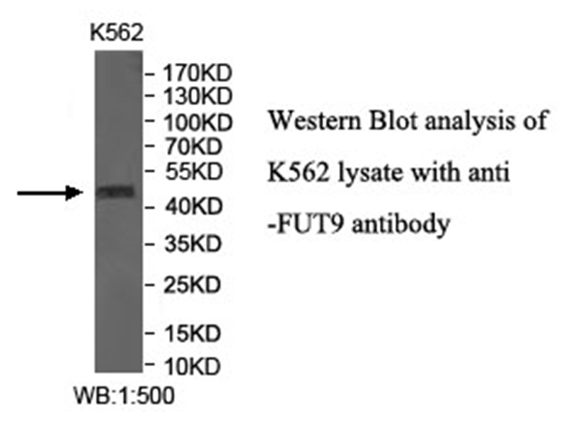 FUT9 Antibody