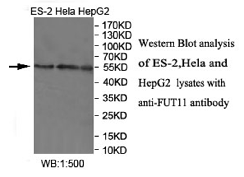 FUT11 Antibody