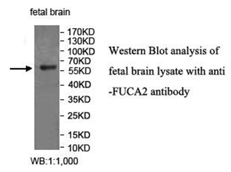 FUCA2 Antibody