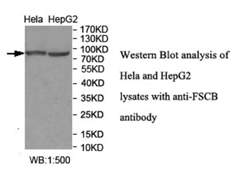 FSCB Antibody