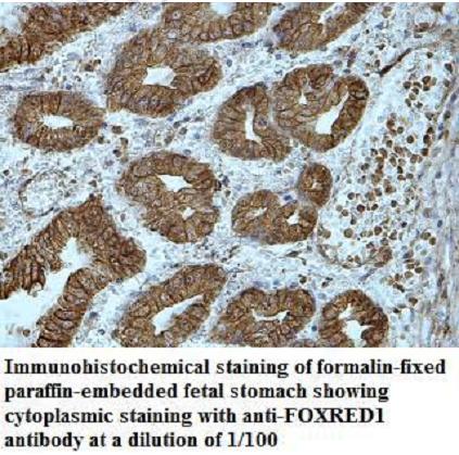 FOXRED1 Antibody