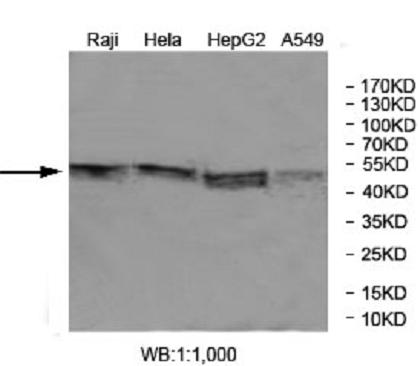 FOXRED1 Antibody