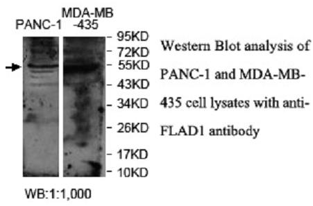 FLAD1 Antibody