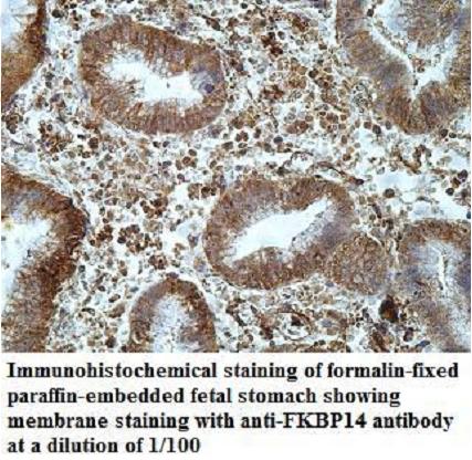 FKBP14 Antibody