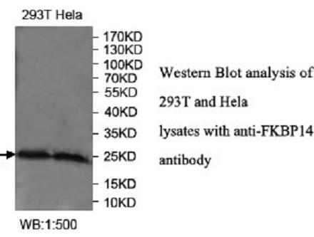 FKBP14 Antibody