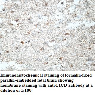 FICD Antibody