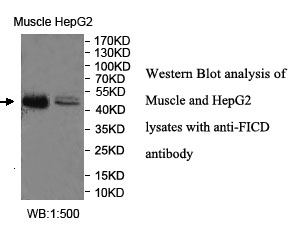 FICD Antibody