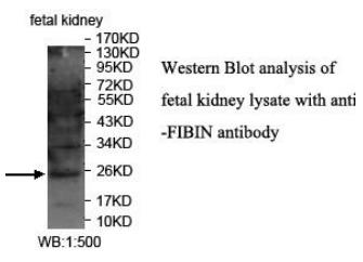 FIBIN Antibody