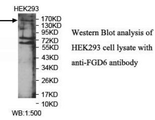 FGD6 Antibody