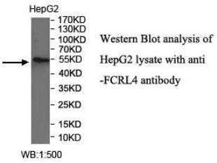 FCRL4 Antibody