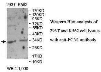 FCN1 Antibody