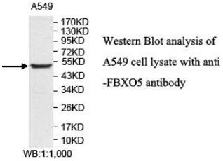 FBXO5 Antibody