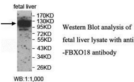 FBXO18 Antibody