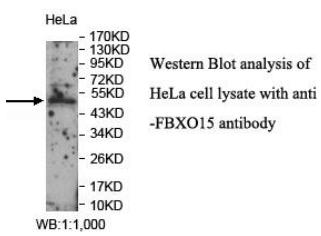 FBXO15 Antibody