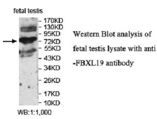 FBXL19 Antibody