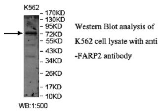 FARP2 Antibody