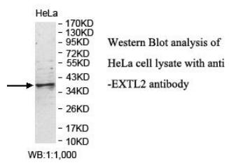 EXTL2 Antibody