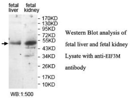 EIF3M Antibody