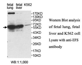 EFS Antibody