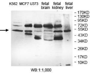 EFHA1 Antibody