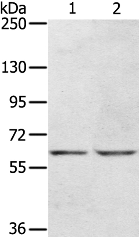 KCNH6 Antibody