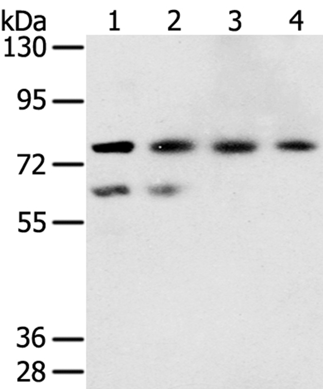 TMPRSS7 Antibody