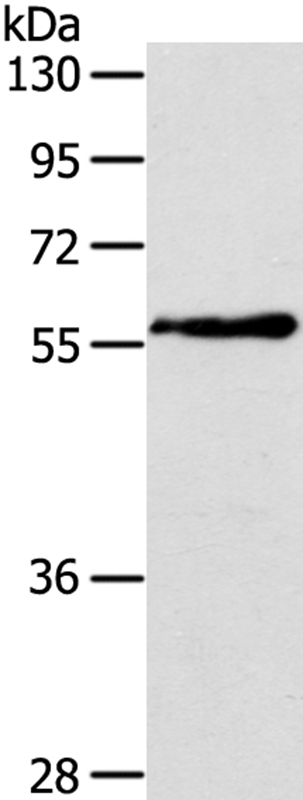 OLFM4 Antibody