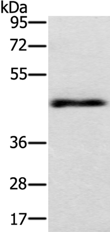 TWF1 Antibody