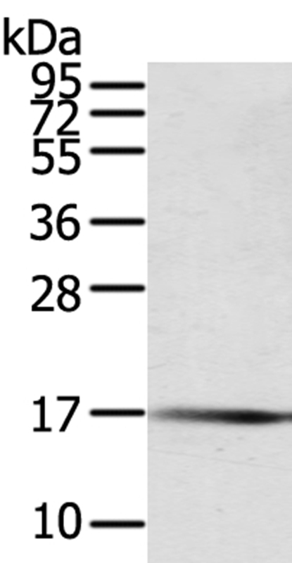 PTPMT1 Antibody