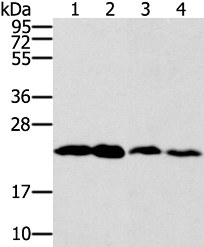 RAB9A Antibody