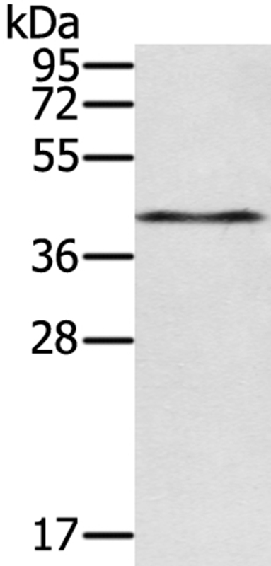 RASSF4 Antibody