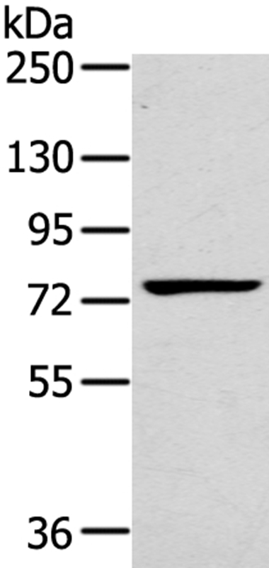 RHOBTB1 Antibody