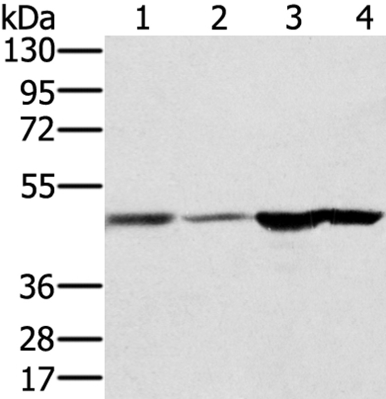 RNH1 Antibody