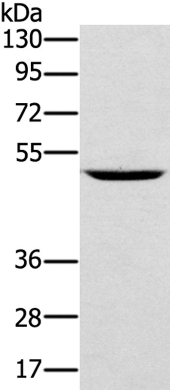 TRIM31 Antibody