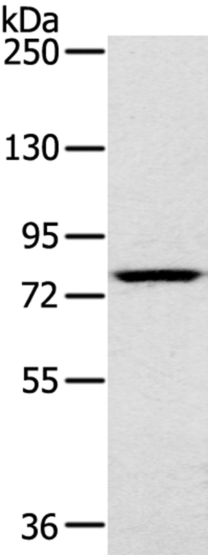 RPS6KA1 Antibody