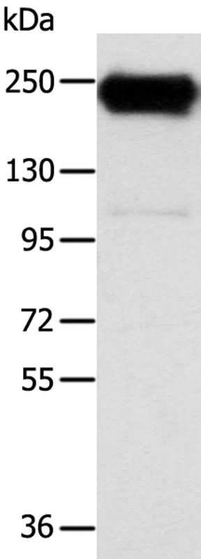 RRBP1 Antibody