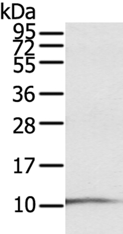 S100P Antibody