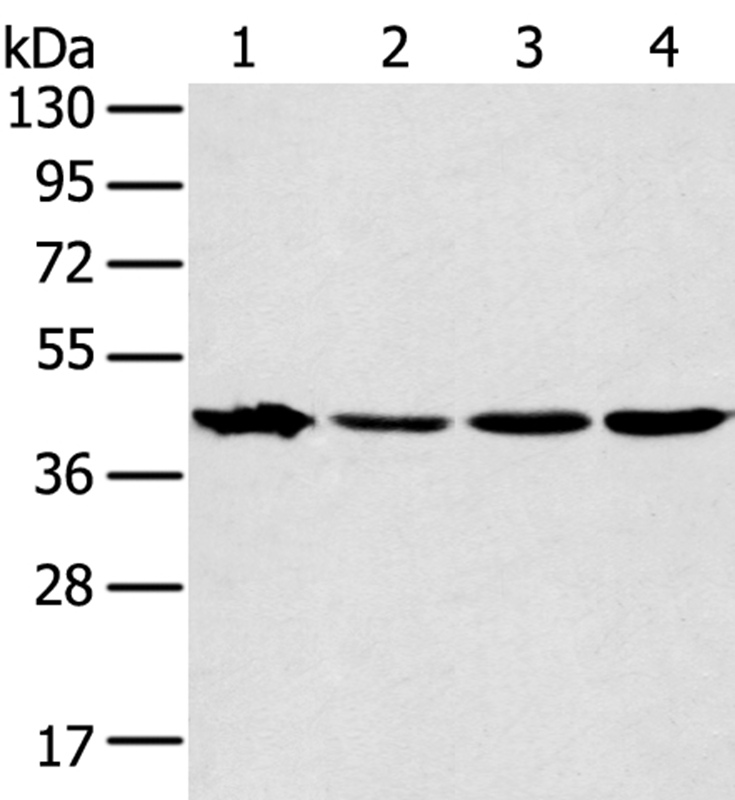 MAPK12 Antibody