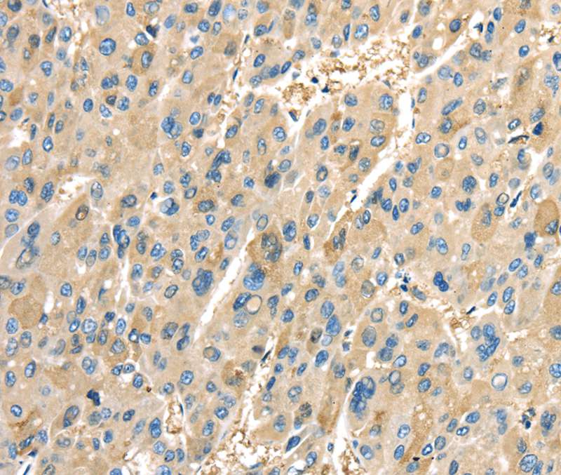 PTGS2 Antibody