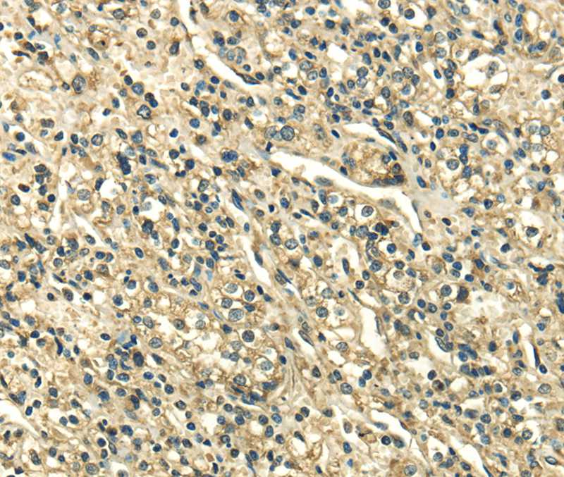 SDF4 Antibody