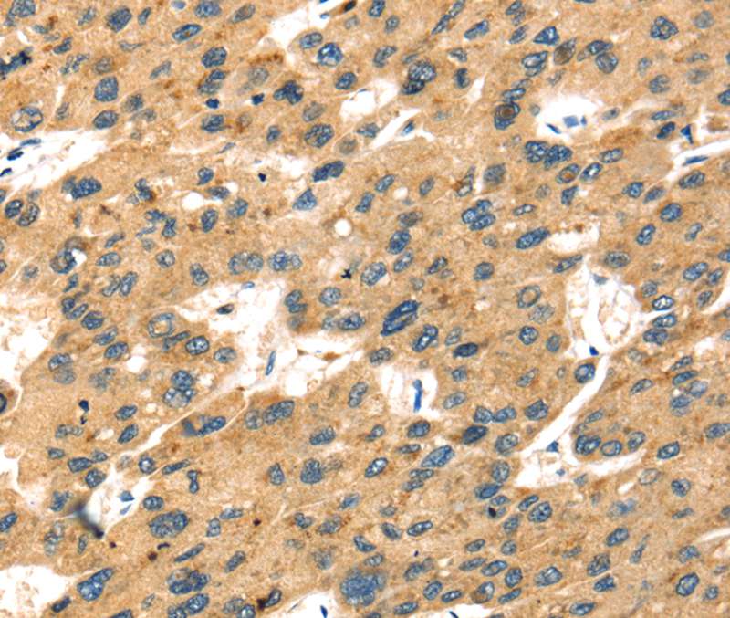 SEPP1 Antibody